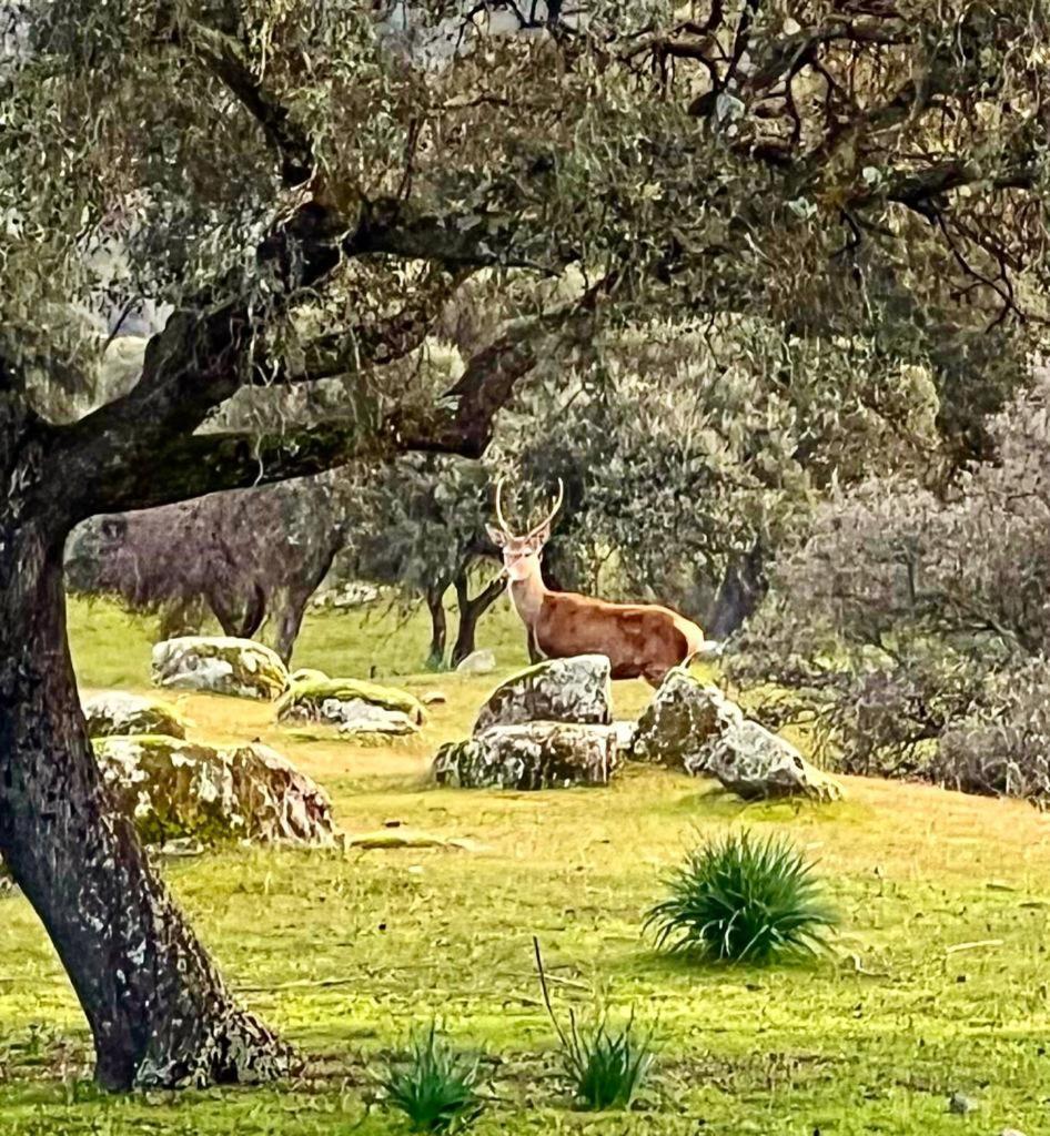 Casa Rural Verde Oliva Baños de la Encina エクステリア 写真